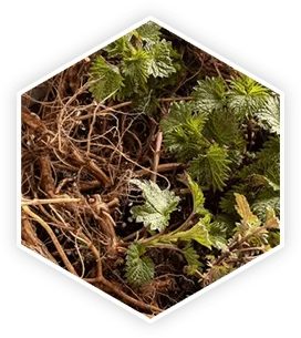 ProstaVive Nettle root